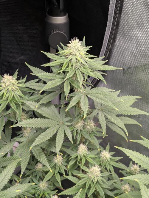 Blueberry Muffin . Week 13