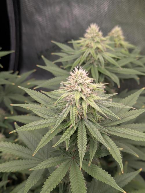 Blueberry Muffin . Week 13