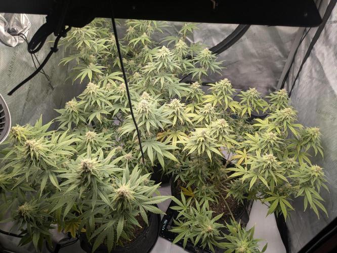 Blueberry Muffin . Week 14