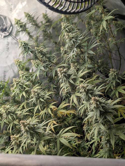 Blueberry Muffin . Week 14