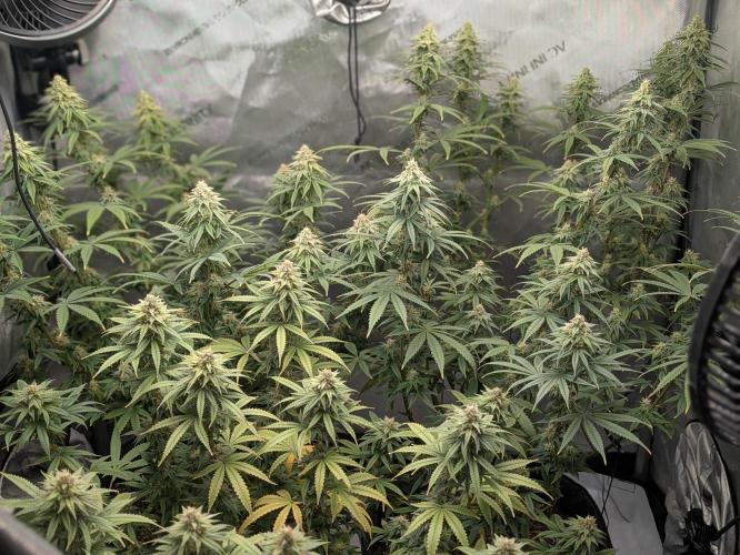 Blueberry Muffin . Week 14