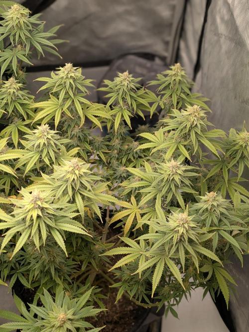 Blueberry Muffin . Week 14