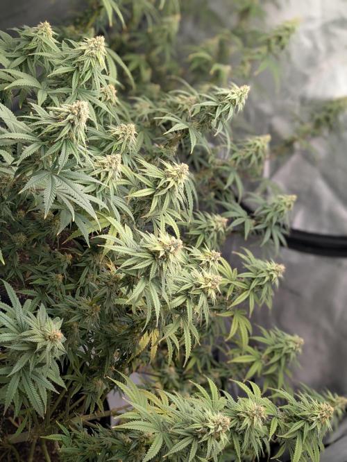 Blueberry Muffin . Week 14