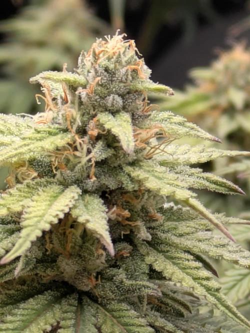 Blueberry Muffin . Week 14