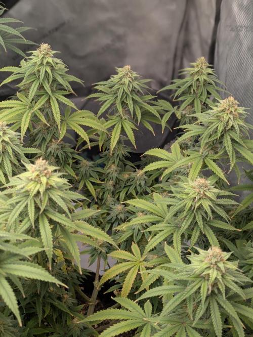 Blueberry Muffin . Week 14