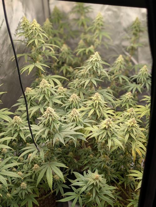 Blueberry Muffin . Week 14