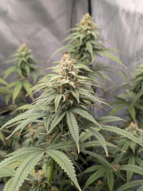 Blueberry Muffin . Week 14