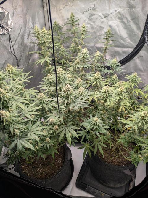 Blueberry Muffin . Week 14