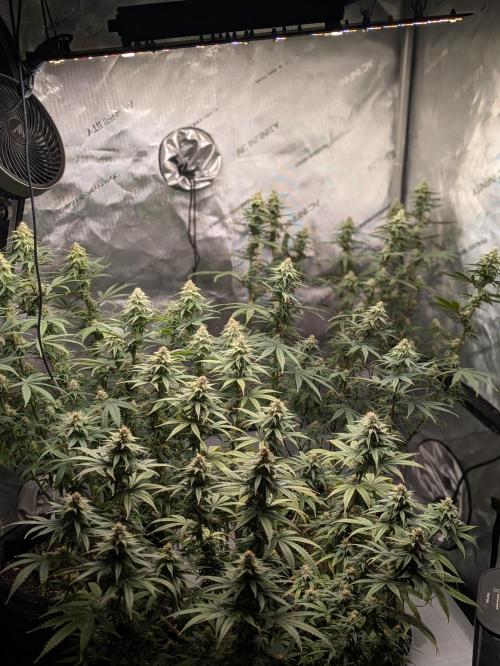 Blueberry Muffin . Week 14