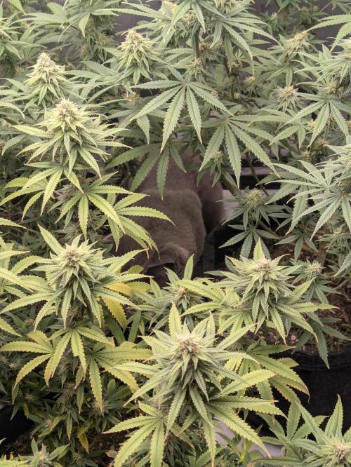 Blueberry Muffin . Week 14