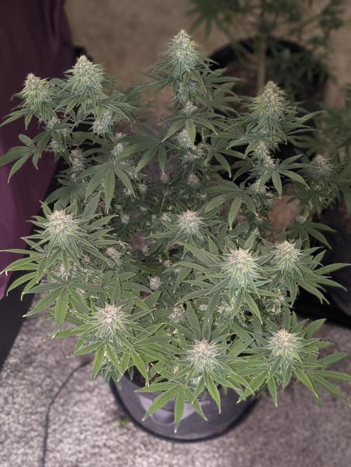 Blueberry Muffin . Week 14