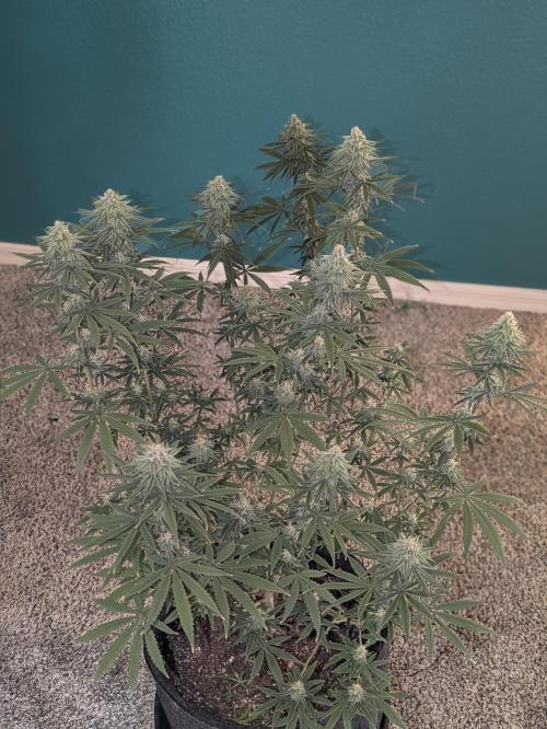 Blueberry Muffin . Week 14