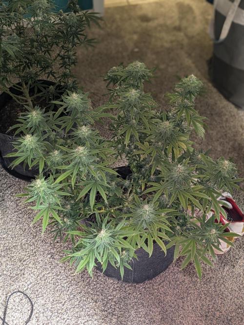 Blueberry Muffin . Week 14