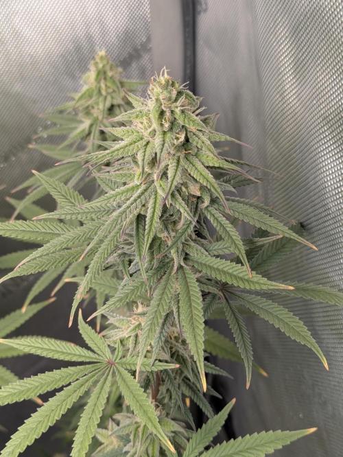 Blueberry Muffin . Week 15