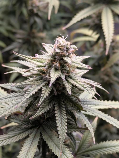 Blueberry Muffin . Week 15