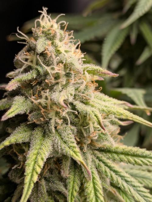 Blueberry Muffin . Week 15