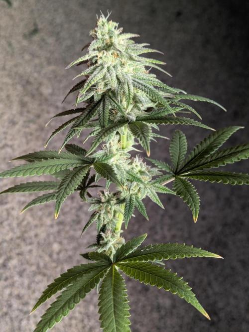 Blueberry Muffin . Week 15