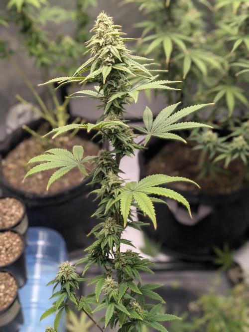 Blueberry Muffin . Week 15