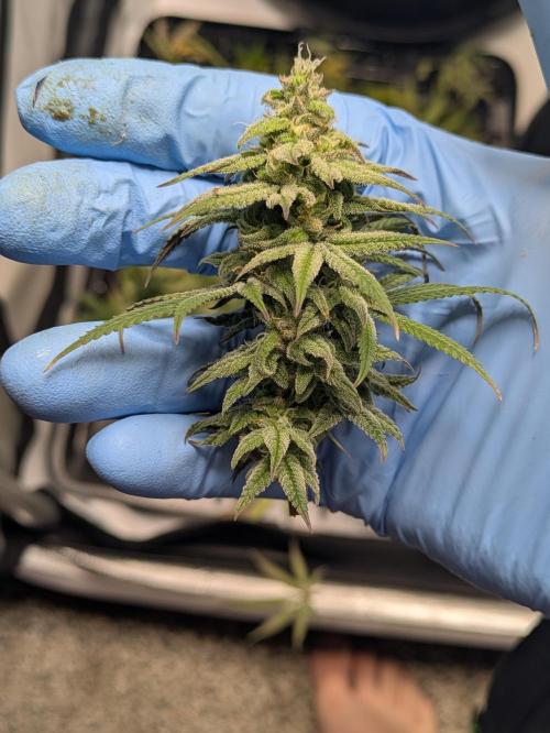 Blueberry Muffin . Week 15