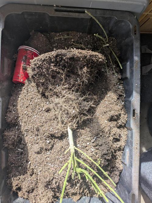 Blueberry Muffin . Week 15