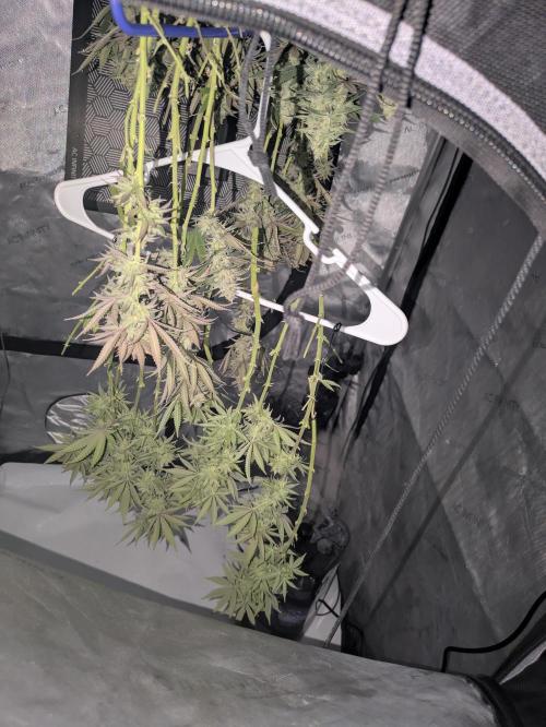 Blueberry Muffin . Week 15