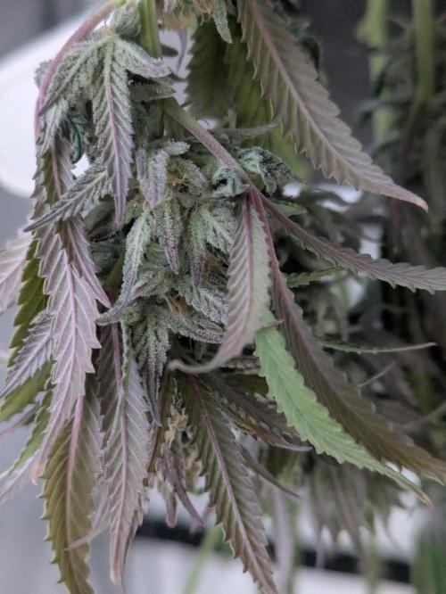 Blueberry Muffin . Week 15