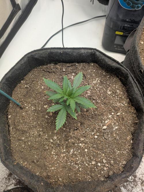 F.L.C by greenhouse seed Co.. Week 0
