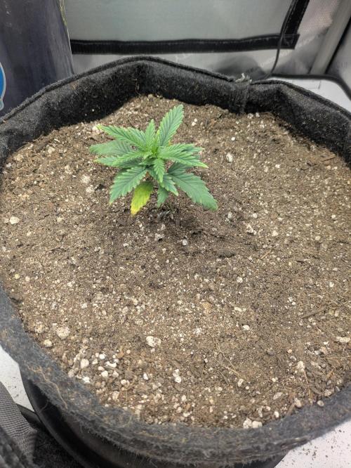 F.L.C by greenhouse seed Co.. Week 1