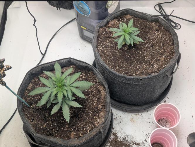 F.L.C by greenhouse seed Co.. Week 1