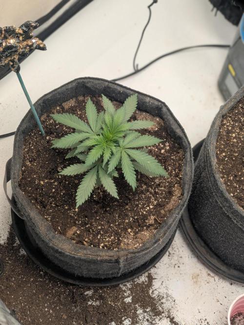 F.L.C by greenhouse seed Co.. Week 1