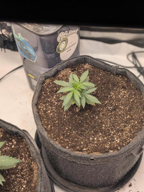 F.L.C by greenhouse seed Co.. Week 1