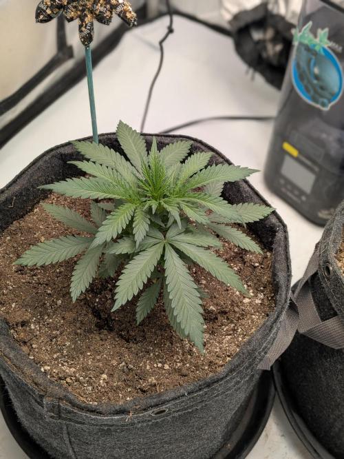 F.L.C by greenhouse seed Co.. Week 1