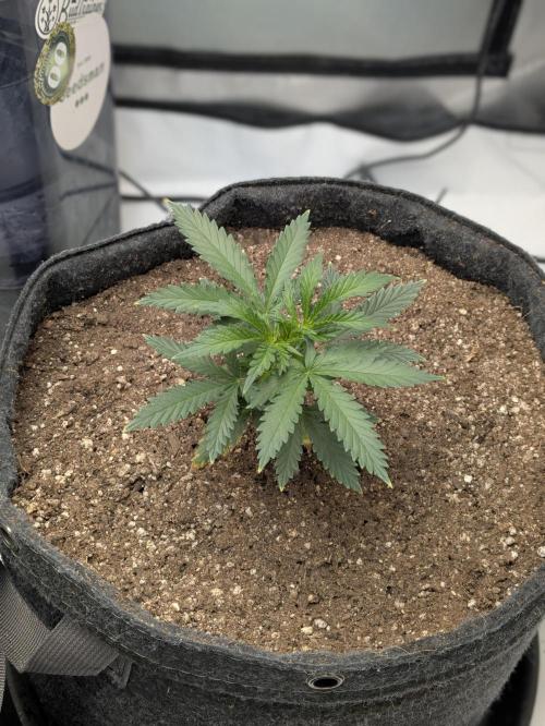 F.L.C by greenhouse seed Co.. Week 1