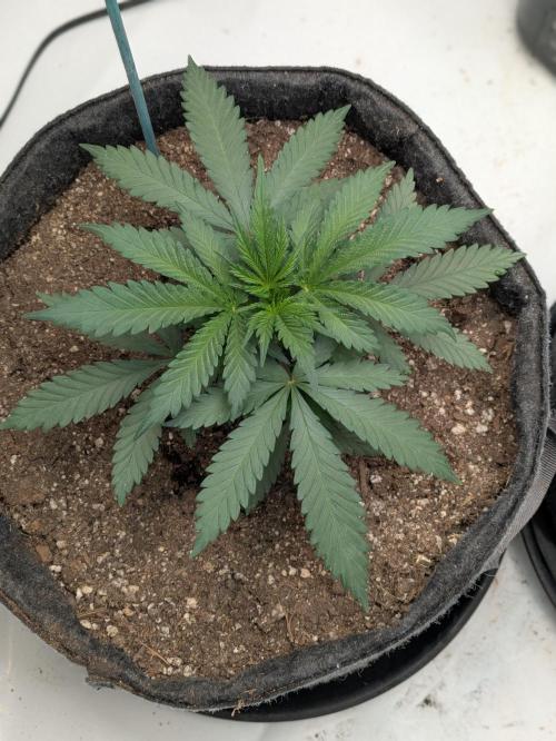 F.L.C by greenhouse seed Co.. Week 1