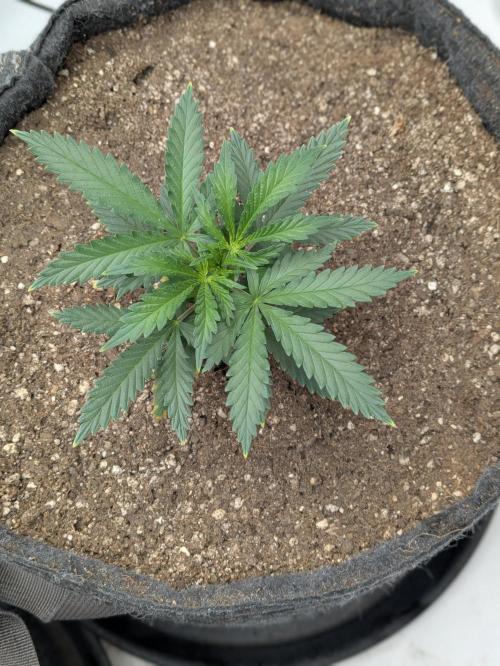 F.L.C by greenhouse seed Co.. Week 1
