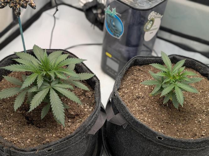 F.L.C by greenhouse seed Co.. Week 1