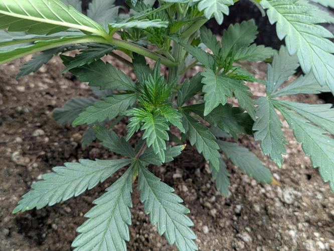 F.L.C by greenhouse seed Co.. Week 1