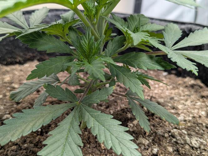 F.L.C by greenhouse seed Co.. Week 1