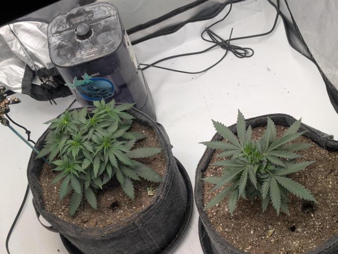 F.L.C by greenhouse seed Co.. Week 2