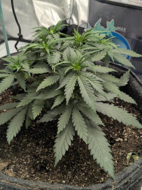 F.L.C by greenhouse seed Co.. Week 2