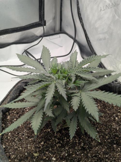 F.L.C by greenhouse seed Co.. Week 2