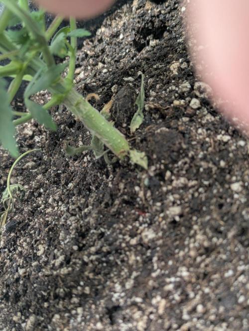 F.L.C by greenhouse seed Co.. Week 2