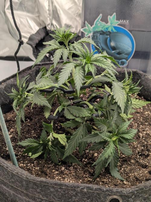 F.L.C by greenhouse seed Co.. Week 2