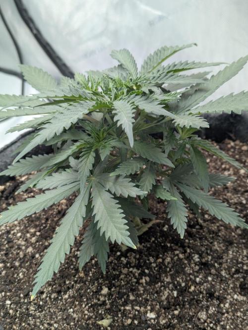F.L.C by greenhouse seed Co.. Week 2