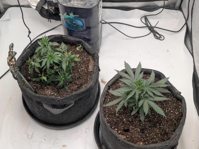 F.L.C by greenhouse seed Co.. Week 2