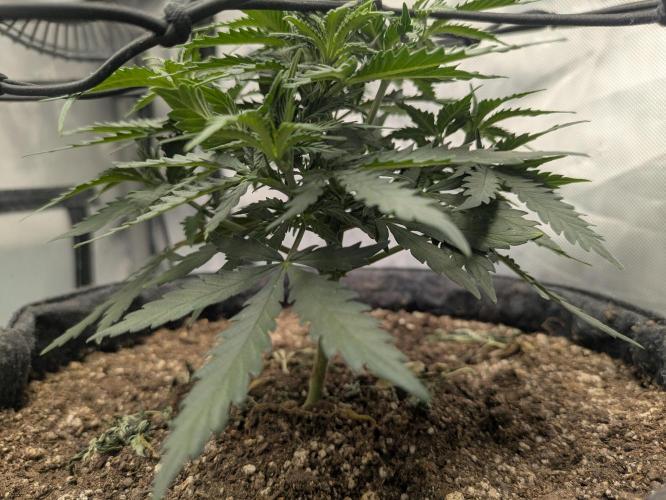 F.L.C by greenhouse seed Co.. Week 3