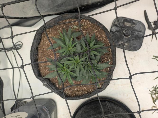F.L.C by greenhouse seed Co.. Week 3