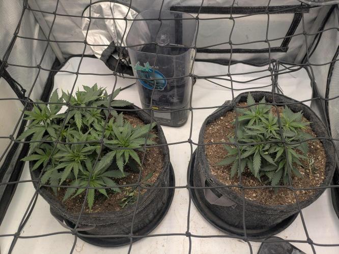 F.L.C by greenhouse seed Co.. Week 3