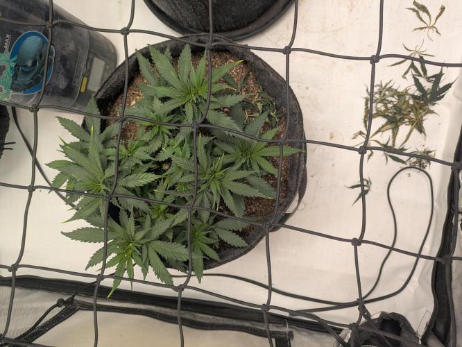 F.L.C by greenhouse seed Co.. Week 3