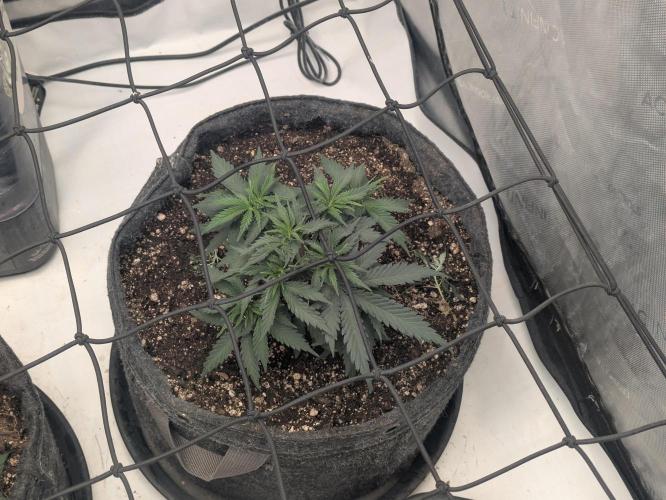 F.L.C by greenhouse seed Co.. Week 3